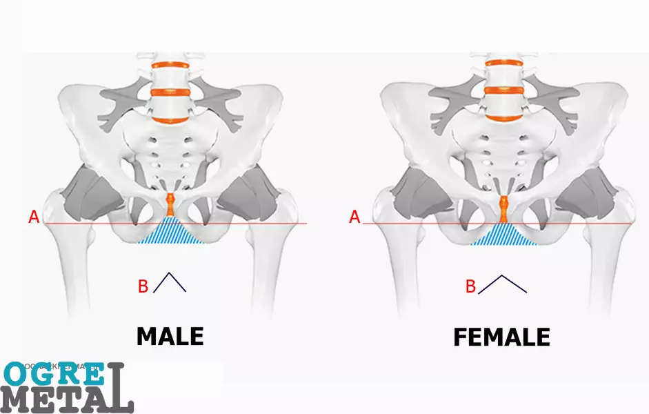 تفاوت استخوان لگن بانوان و آقایان -اوگرمتال